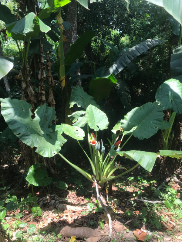 Alocasia macrorrhiza seeds