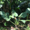 Alocasia macrorrhiza seeds
