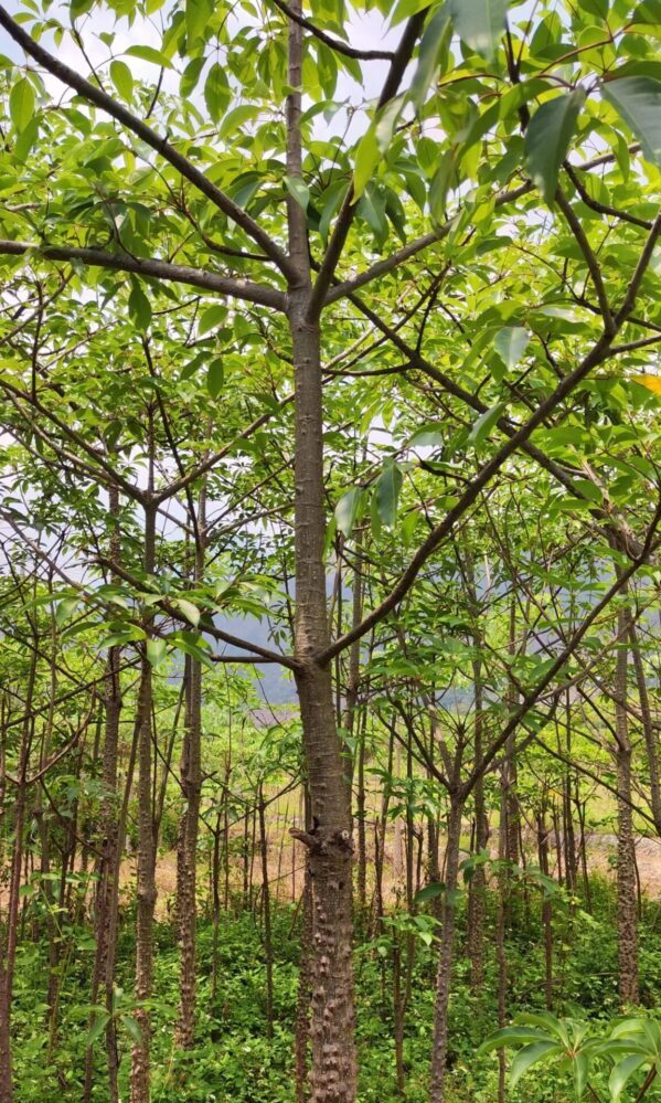 Bombax ceiba seeds