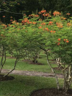 Caesalpinia pulcherrima seeds