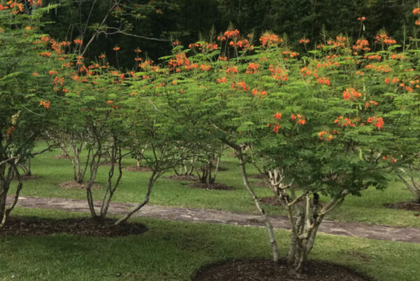 Caesalpinia pulcherrima seeds