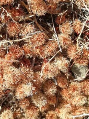 Calligonum comosum seeds