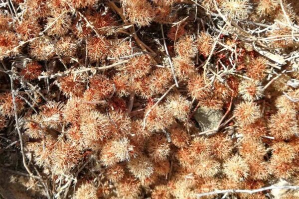 Calligonum comosum seeds