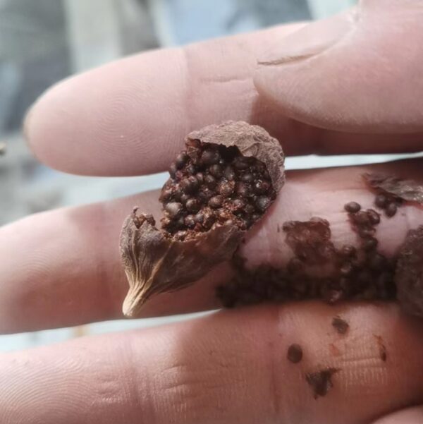 Capparis spinosa seeds