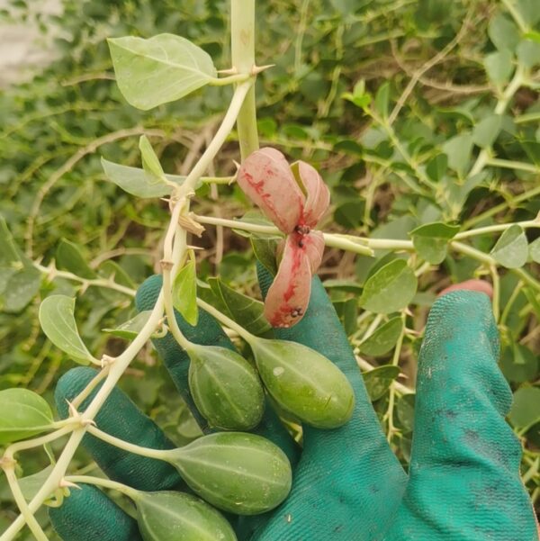 Capparis spinosa seeds