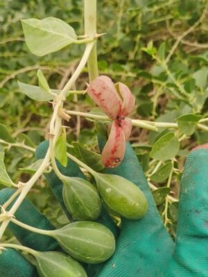 Capparis spinosa seeds