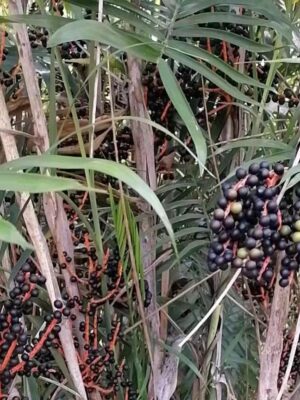 Chamaedorea elegans seeds