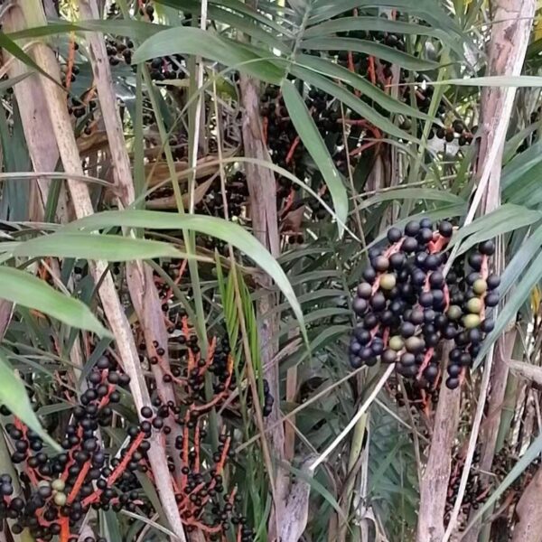 Chamaedorea elegans seeds