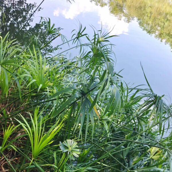 Cyperus Alternifolius seeds