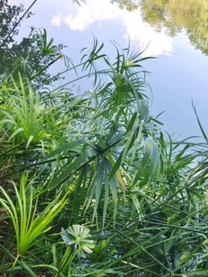 Cyperus Alternifolius seeds
