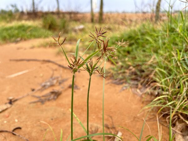 Cyperus Rotundus seeds