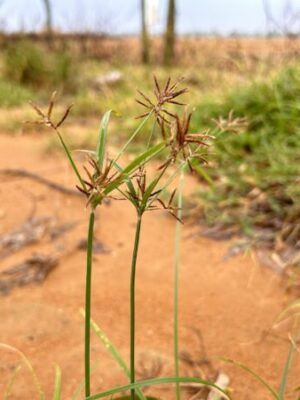 Cyperus Rotundus seeds