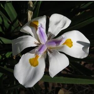 Dietes grandiflora seeds