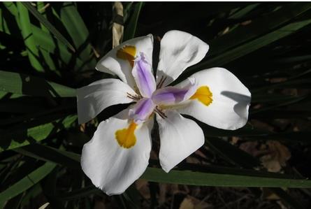Dietes grandiflora seeds