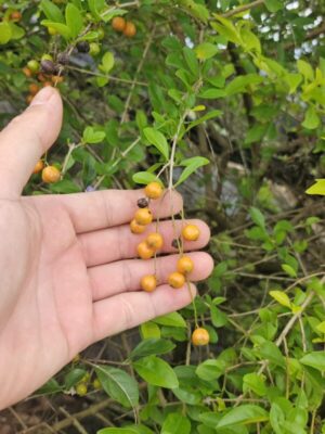 Duranta aurea seeds