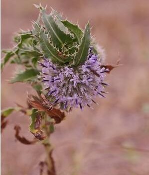 Echinops gmelinii seeds