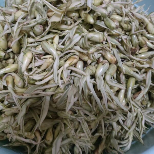 Furcraea selloana 'Marginata' seeds