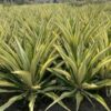 Furcraea selloana 'Marginata' seeds