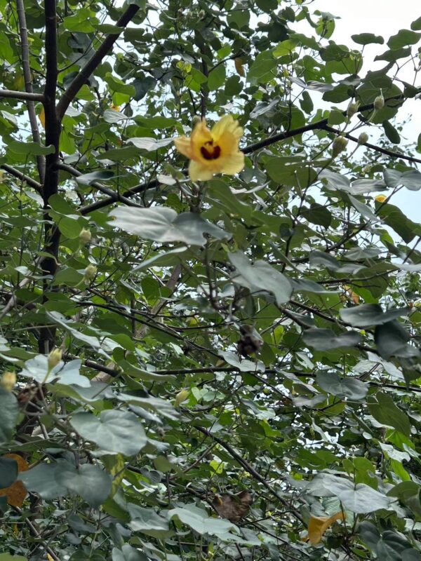 Hibiscus tiliaceus seeds