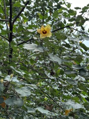 Hibiscus tiliaceus seeds