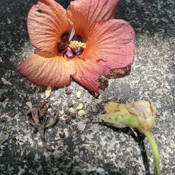 Hibiscus tiliaceus seeds