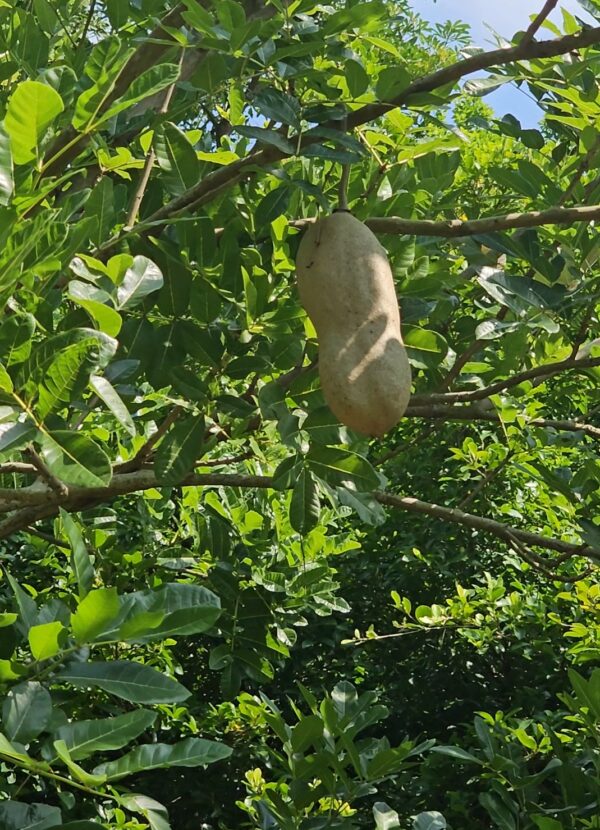 Kigelia africana seeds