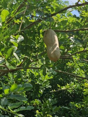 Kigelia africana seeds