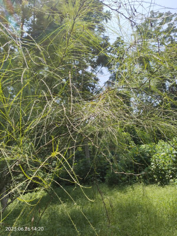 Parkinsonia aculeata seeds