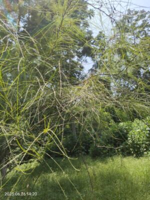 Parkinsonia aculeata seeds