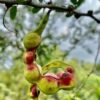 Pithecellobium dulce seeds