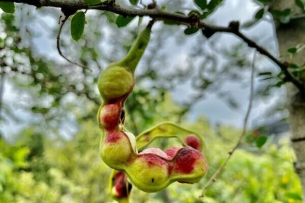 Pithecellobium dulce seeds