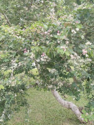 Pithecellobium dulce seeds