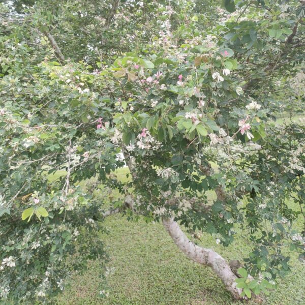 Pithecellobium dulce seeds