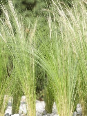 Stipa tenuissima seeds