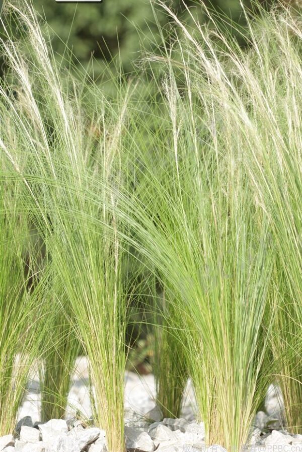Stipa tenuissima seeds