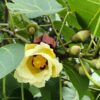 Thespesia populnea seeds