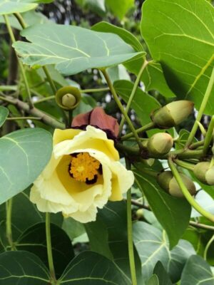 Thespesia populnea seeds