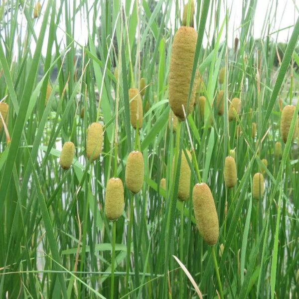 Typha Minima seeds