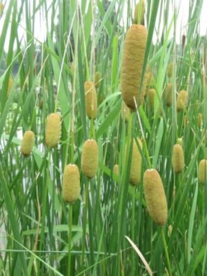 Typha Minima seeds