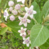 Calotropis procera seeds