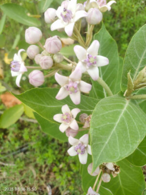 Calotropis procera seeds