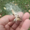 Calotropis procera seeds