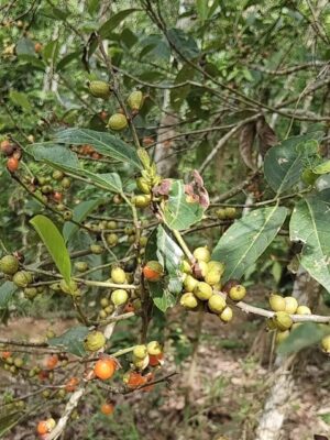 Ehretia Abyssinica Seeds