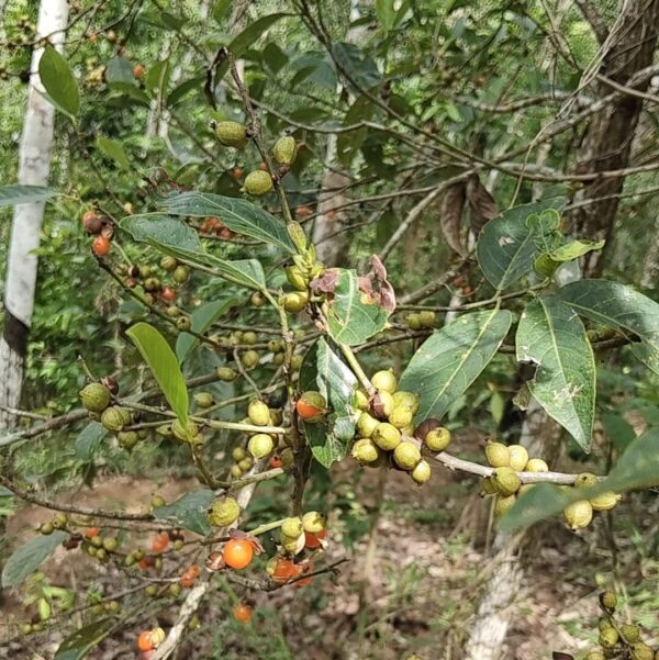 Ehretia Abyssinica Seeds