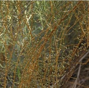 Haloxylon ammodendron seeds