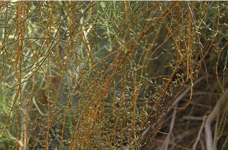 Haloxylon ammodendron seeds