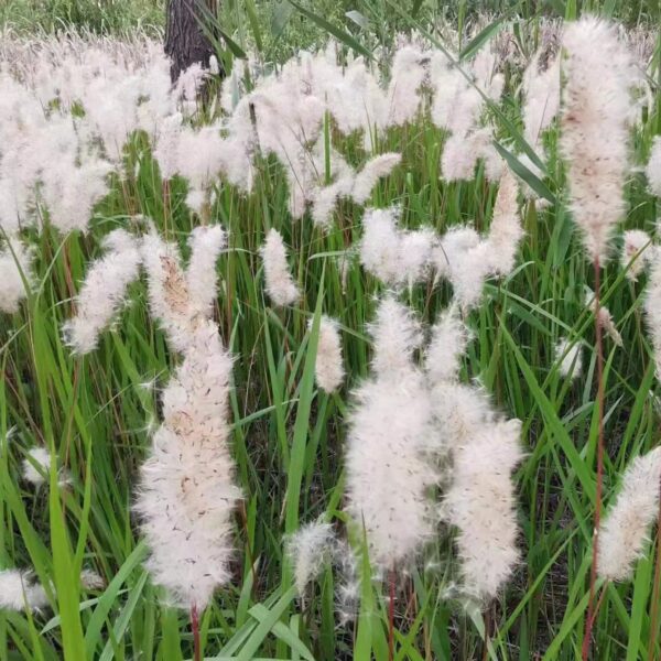 Imperata cylindrica seeds