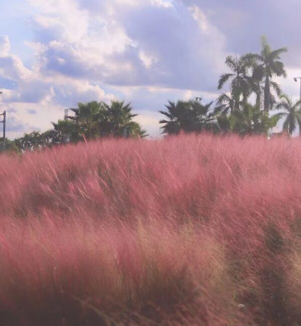 Muhlenbergia capillaris seeds