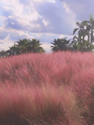 Muhlenbergia capillaris seeds