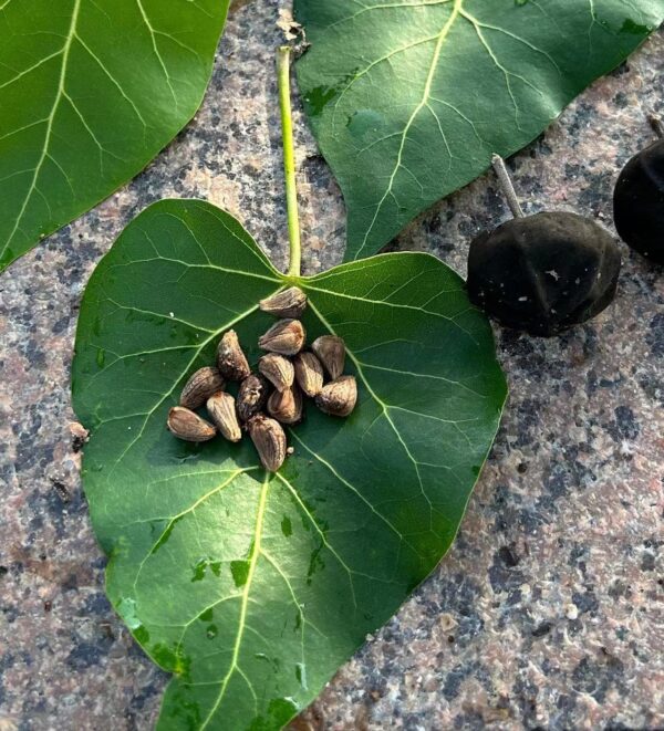Thespesia populnea seeds